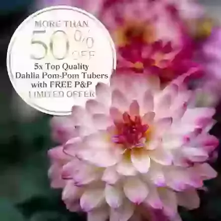 Five Pom-Pom Dahlias